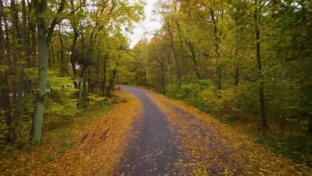 Magical forest with colorful trees growing on sides of gravel road. Drone shot with flying effect. Beautiful woods landscape before winter in october