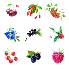 Watercolor illustration, set. Rowan, cherries, blackberries, blueberries, currants, barberries, raspberries on a branch, holly.