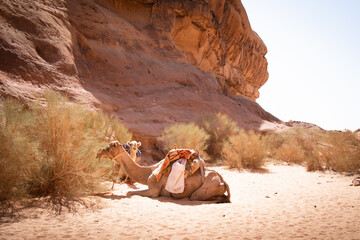 Two couple of Jordan camel rest on hot sand on landmark wait for riders in extreme heat