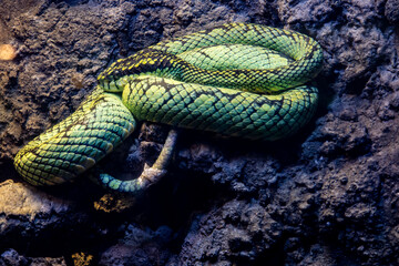 Sri Lankan green pitviper (Craspedocephalus trigonocephalus)  is a venomous pit viper species endemic to Sri Lanka. a sexually dimorphic, mid-sized, cylindrical species.