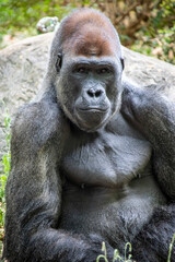 The western lowland gorilla from ZOO ATLANTA.
It is one of two subspecies of the western gorilla that lives in montane, primary and secondary forests and lowland swamps in central Africa.