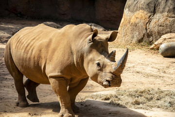 Obraz premium The white rhinoceros (Ceratotherium simum) is the largest extant species of rhinoceros. It has a wide mouth used for grazing and is the most social of all rhino species.