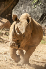 The white rhinoceros (Ceratotherium simum) is the largest extant species of rhinoceros. It has a wide mouth used for grazing and is the most social of all rhino species. © Danny Ye