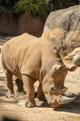Obraz premium The white rhinoceros (Ceratotherium simum) is the largest extant species of rhinoceros. It has a wide mouth used for grazing and is the most social of all rhino species.