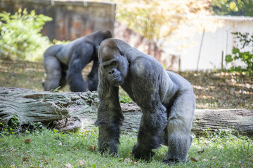 The western lowland gorilla from ZOO ATLANTA. It is one of two subspecies of the western gorilla that lives in montane, primary and secondary forests and lowland swamps in central Africa. © Danny Ye
