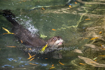 the closeup image of giant otter  (Pteronura brasiliensis) in the pond.
A South American carnivorous mammal. It is the longest member of the Mustelidae
