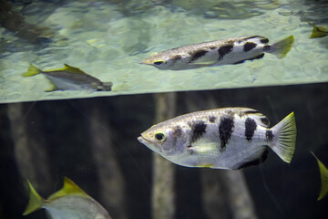 The banded archerfish (Toxotes jaculatrix) is a brackish water perciform fish. It is silvery in...