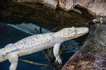 the closeup image of albino American alligator (Alligator mississippiensis), is a large crocodilian reptile native to the Southeastern United States, with a small population in Mexico.