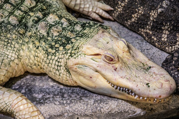 Fototapeta premium the closeup image of albino American alligator (Alligator mississippiensis), is a large crocodilian reptile native to the Southeastern United States, with a small population in Mexico.