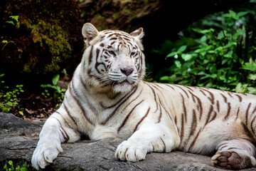 Fototapeta na wymiar The white tiger is a pigmentation variant of the Bengal tiger. Such a tiger has the black stripes typical of the Bengal tiger, but carries a white or near-white coat.