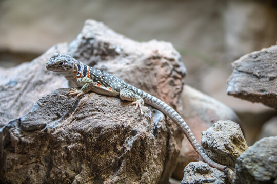 The common collared lizard (Crotaphytus collaris) is a North American species of lizard in the family Crotaphytidae. The name comes from the lizard's distinct coloration.