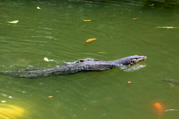 an wild Asian water monitor(Varanus salvator) is swimming with tongue out in the pond of Singapore Zoo.
It is a large varanid lizard native to South and Southeast Asia.