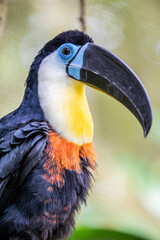 A Channel-billed toucan( Ramphastos vitellinus) stands on the tree
Like other toucans, the channel-billed is brightly marked and has a huge bill.
Found in Trinidad and in tropical South America.