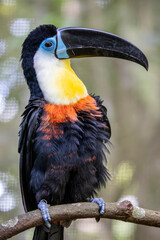 A Channel-billed toucan( Ramphastos vitellinus) stands on the tree
Like other toucans, the channel-billed is brightly marked and has a huge bill.
Found in Trinidad and in tropical South America.