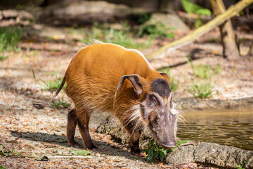 The red river hog (Potamochoerus porcus) stands in the pond. It is a wild member of the pig family...