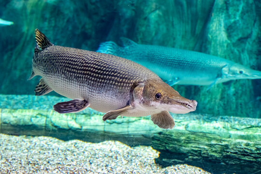 An Alligator gar(Atractosteus spatula) in water Dec 27th 2018.
Alligator gar is a ray-finned euryhaline fish related to the bowfin in the infraclass Holostei