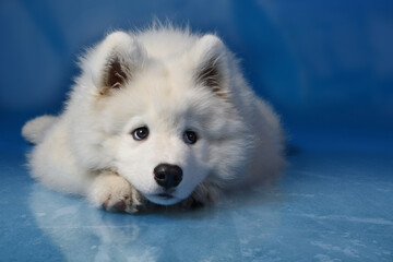 Fototapeta premium Samojede Welpe