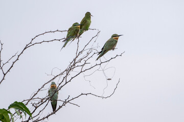 Bee-Eater