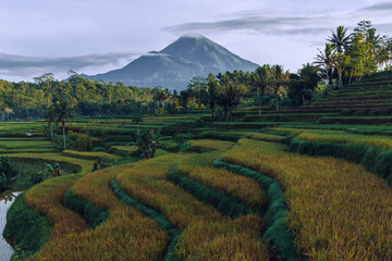 Terraced Paddy fields under the beautiful mountain. Indonesia Landscapes. Green growth. Resilient supply chain