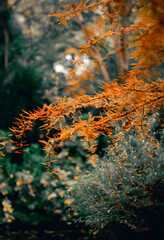 autumn leaves in the forest