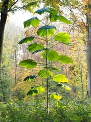 Blauglockenbaum - invasive Baumart aus Ostasien