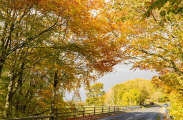Autumn trees near Lambley in Northumberland