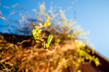 Closeup of a willow tree branch against a blurred background