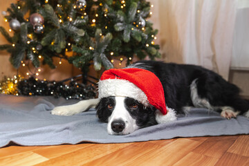 Funny cute puppy dog border collie wearing Christmas costume red Santa Claus hat lying down near...