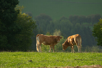 Limousin meat cattle cows in meadow