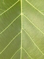 green teak leaf texture, background