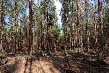 Monoculture of Eucalyptus Trees in a Rural Landscape
