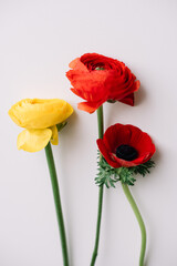 Three beautiful flowers, ranunculus and anemone in red and yellow colors, on the white table background, top view, vertical photo