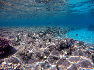 Underwater life of reef with corals and tropical fish. Coral Reef at the Red Sea, Egypt.