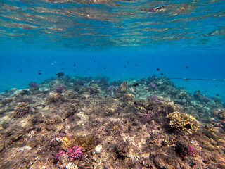 Fototapeta na wymiar Naso annulatus fish known as Whitemargin Unicorn fish on his coral reef in the Red Sea, Egypt..