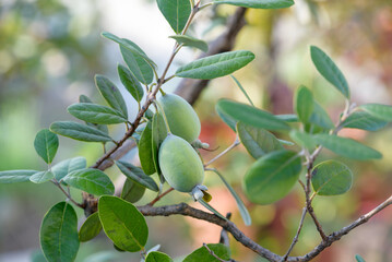 Feijoa's fruits, on the tree