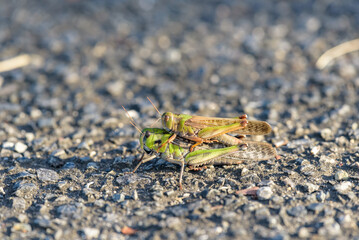 Pair grasshopper on asphalt ground, Piggyback ride