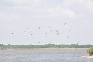 River Danube's bird fly