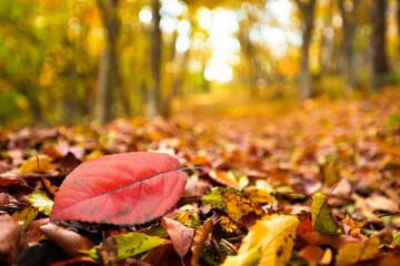 Beautiful autumn foliage with colored leaves