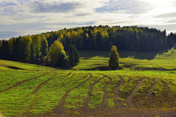 Autumn pasture of cattle