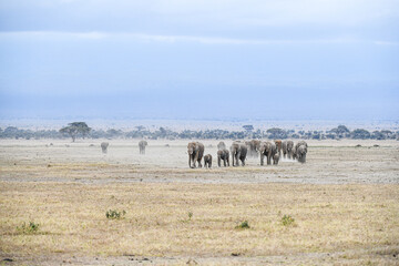 Obraz premium Elefanten im Amboseli und Masai Mara Nationalpark