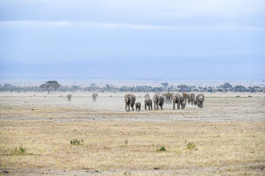 Elefanten im Amboseli und Masai Mara Nationalpark
