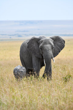 Elefanten im Amboseli und Masai Mara Nationalpark
