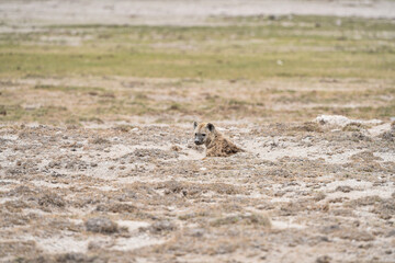 Hyänen im Amboseli und Masai Mara Nationalpark