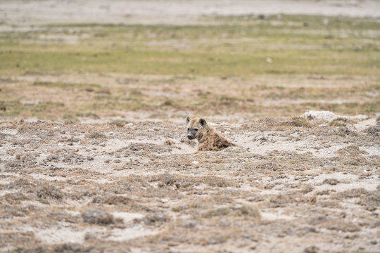 Hyänen im Amboseli und Masai Mara Nationalpark