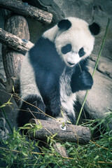 Obraz premium panda eating