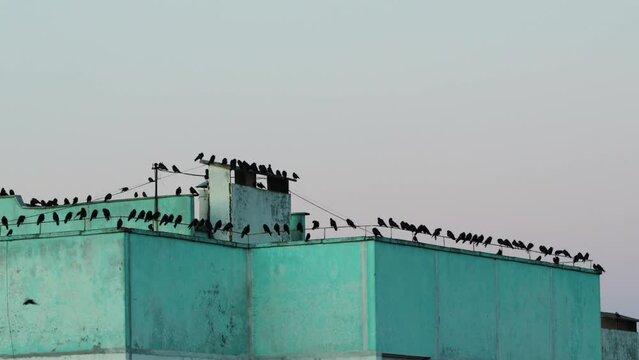 A lot of black crows sit on the roof of the house in the evening against the sky. Copy space for text