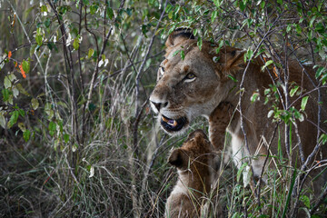 Löwen im Amboseli und Masai Mara Nationalpark