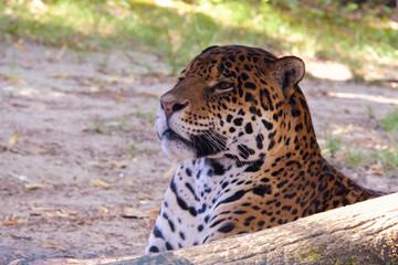 leopard in zoo