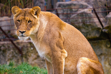 lioness in the grass