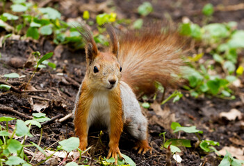 Naklejka na ściany i meble Close-up view of red squirrel in the forest